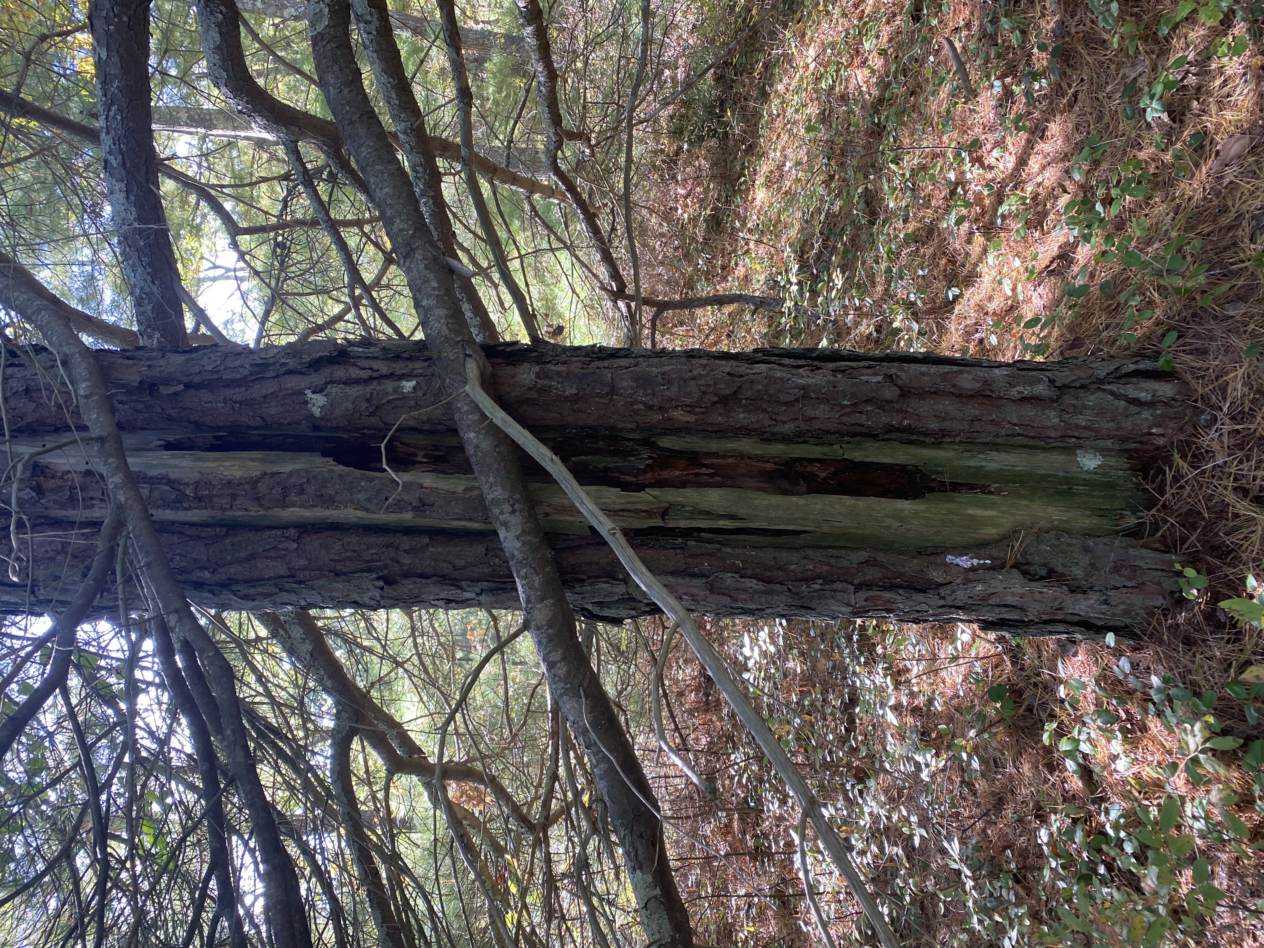 Tree Struck by Lightning